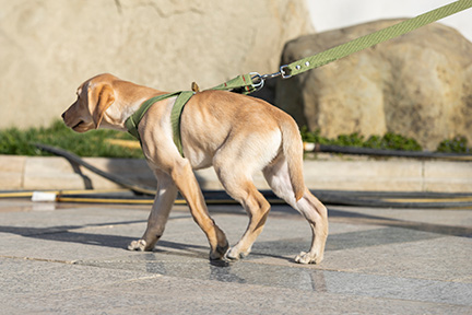 perro inseguro con correa