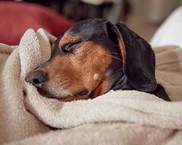 perro tranquilo durmiendo